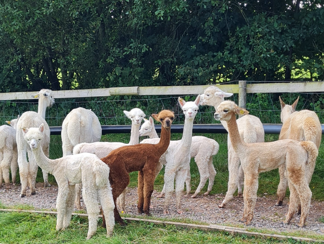 featured image for Cria Shearing blog post