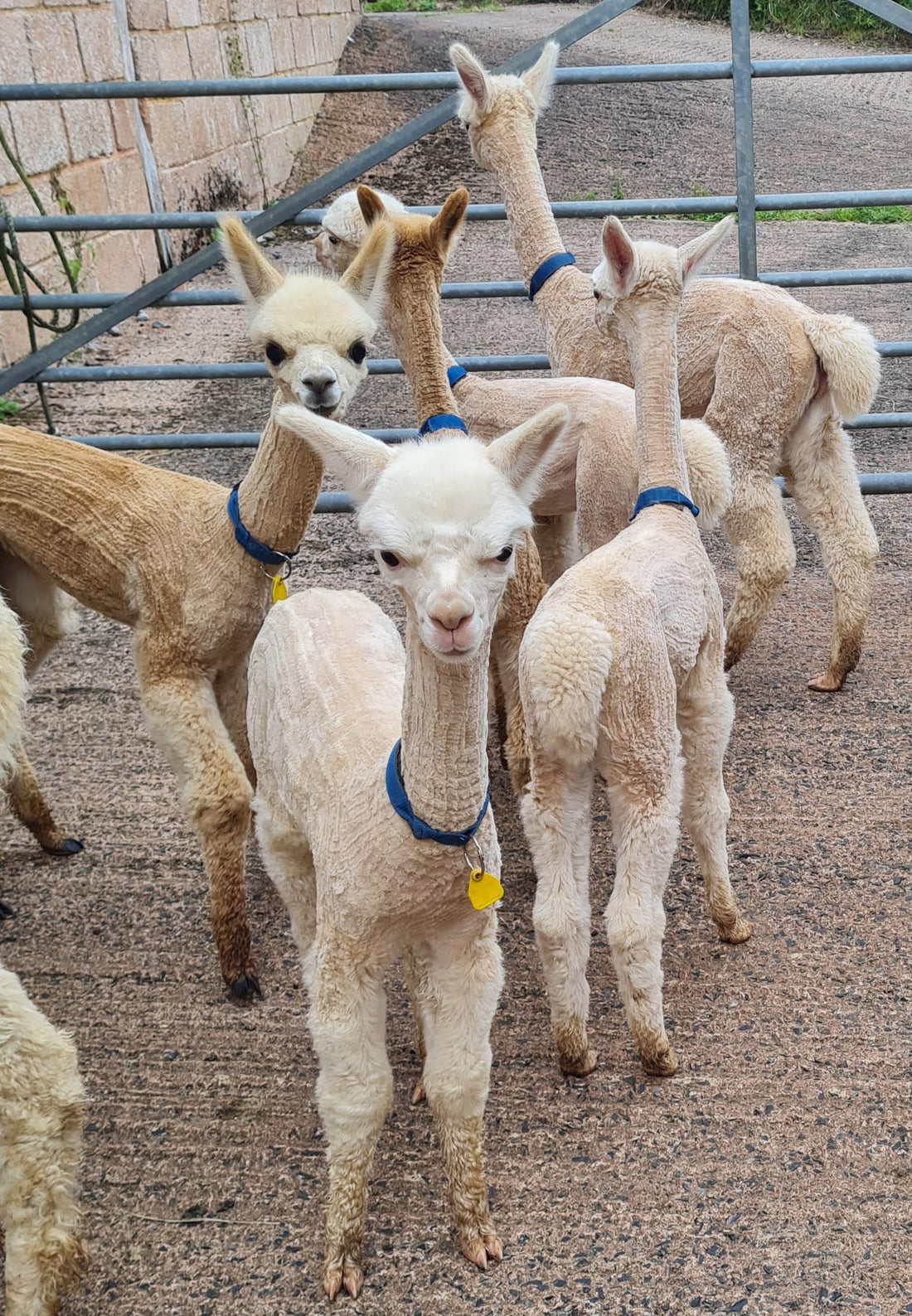 featured image for Shearing Of The Cria blog post