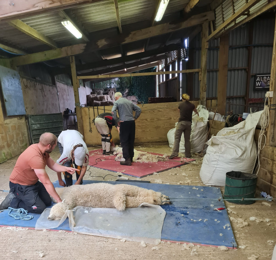 featured image for Phew! Shearing Is Done for 2025 blog post