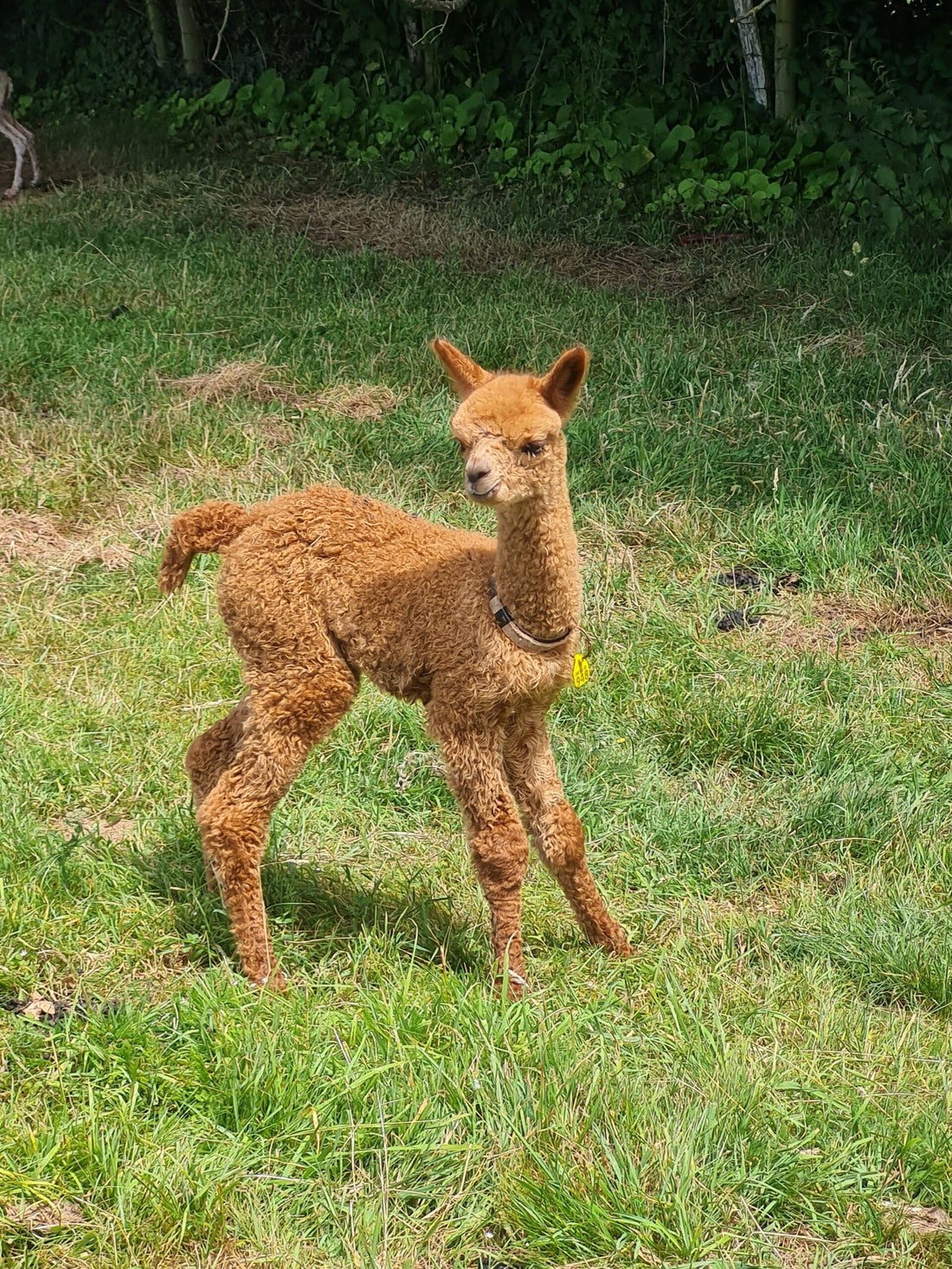 featured image for Shearing and Breeding – 2025 blog post