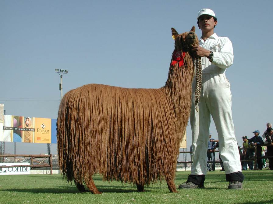 featured image for Celebrating Suri Alpaca Yarns blog post