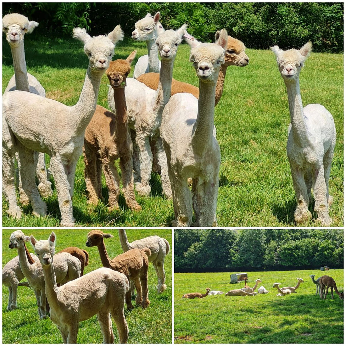 featured image for Shearing Day blog post