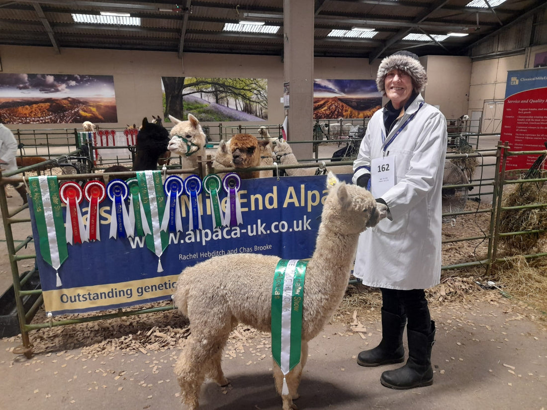featured image for Midlands Halter Show blog post