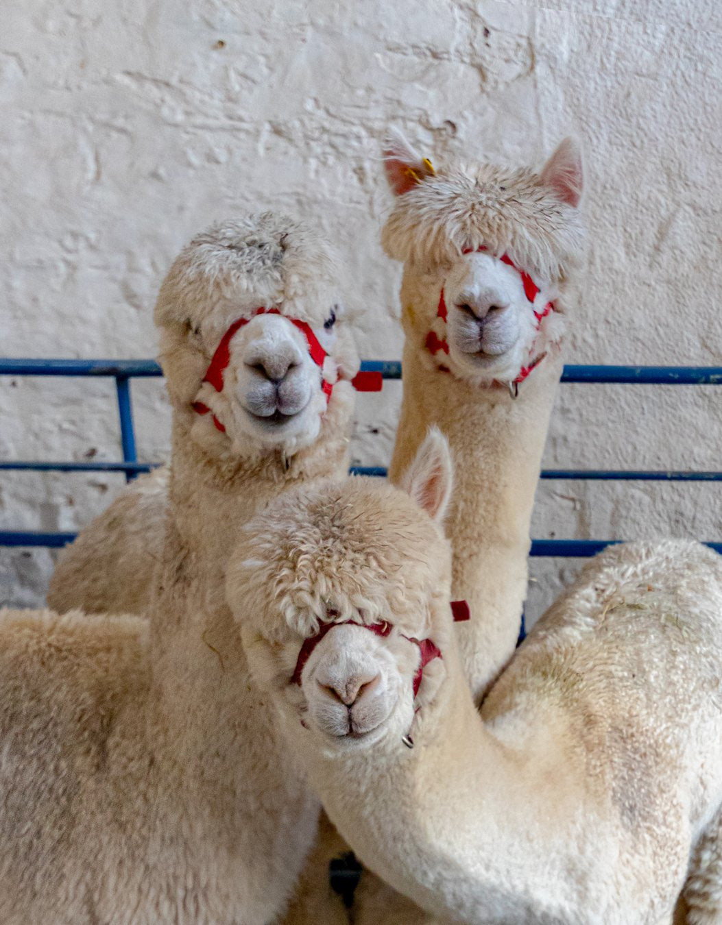 featured image for South Molton Christmas Fatstock Show blog post