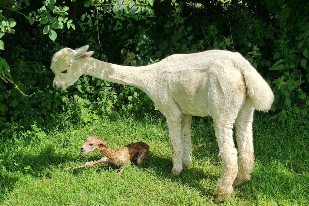 featured image for Deliveries and The Cumbria Wool Gathering 2025 blog post