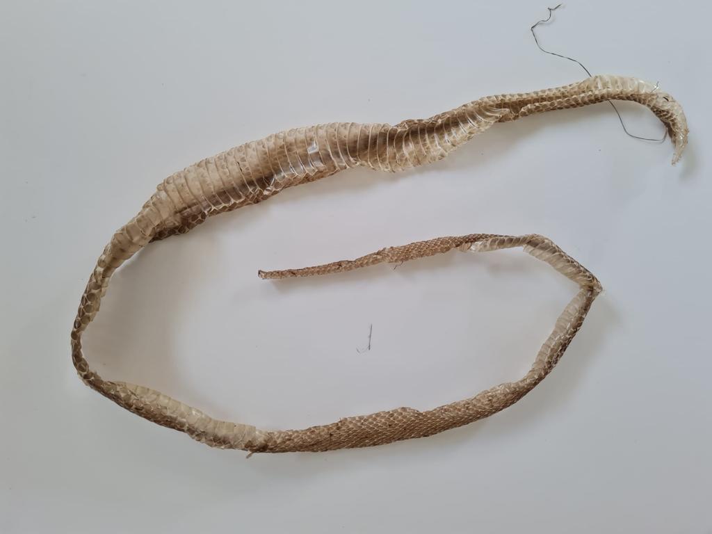 featured image for Snakes and Hay blog post