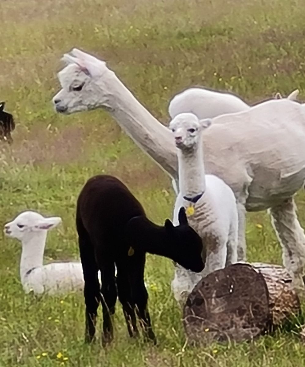 featured image for All About Cria blog post