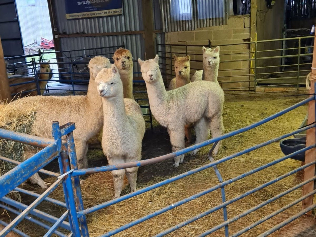 featured image for British Alpaca Society National Show blog post