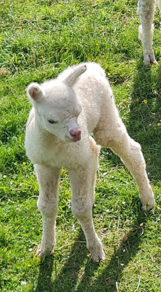 featured image for First Cria blog post