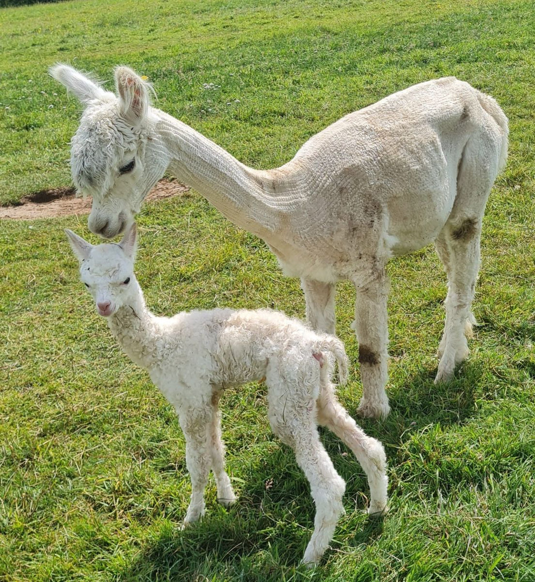 featured image for Summer Solstice Births blog post