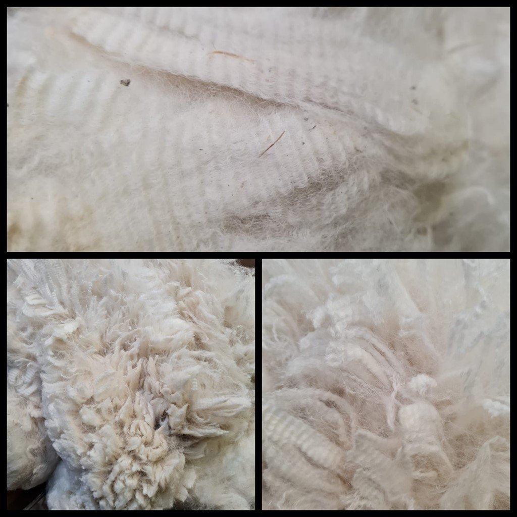 featured image for Fleece Grading blog post