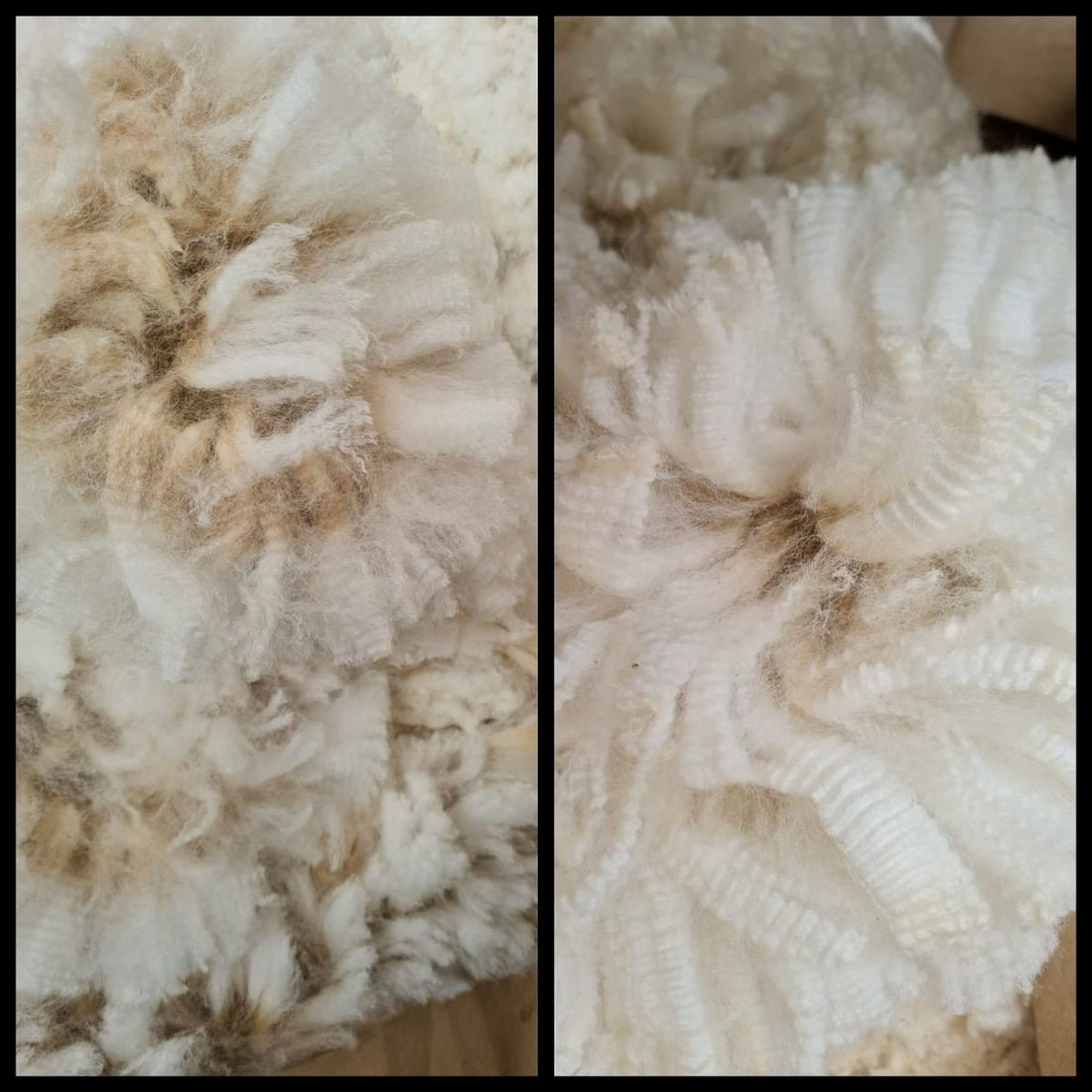 featured image for Shearing Day blog post