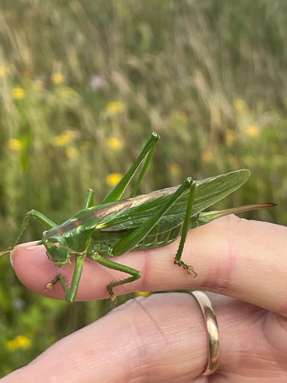 featured image for Bush Cricket blog post