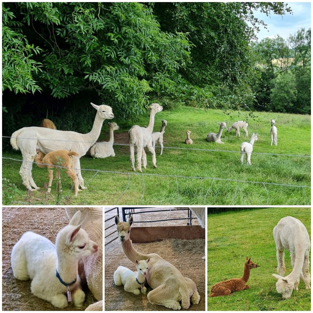featured image for Cria’s born on the farm blog post