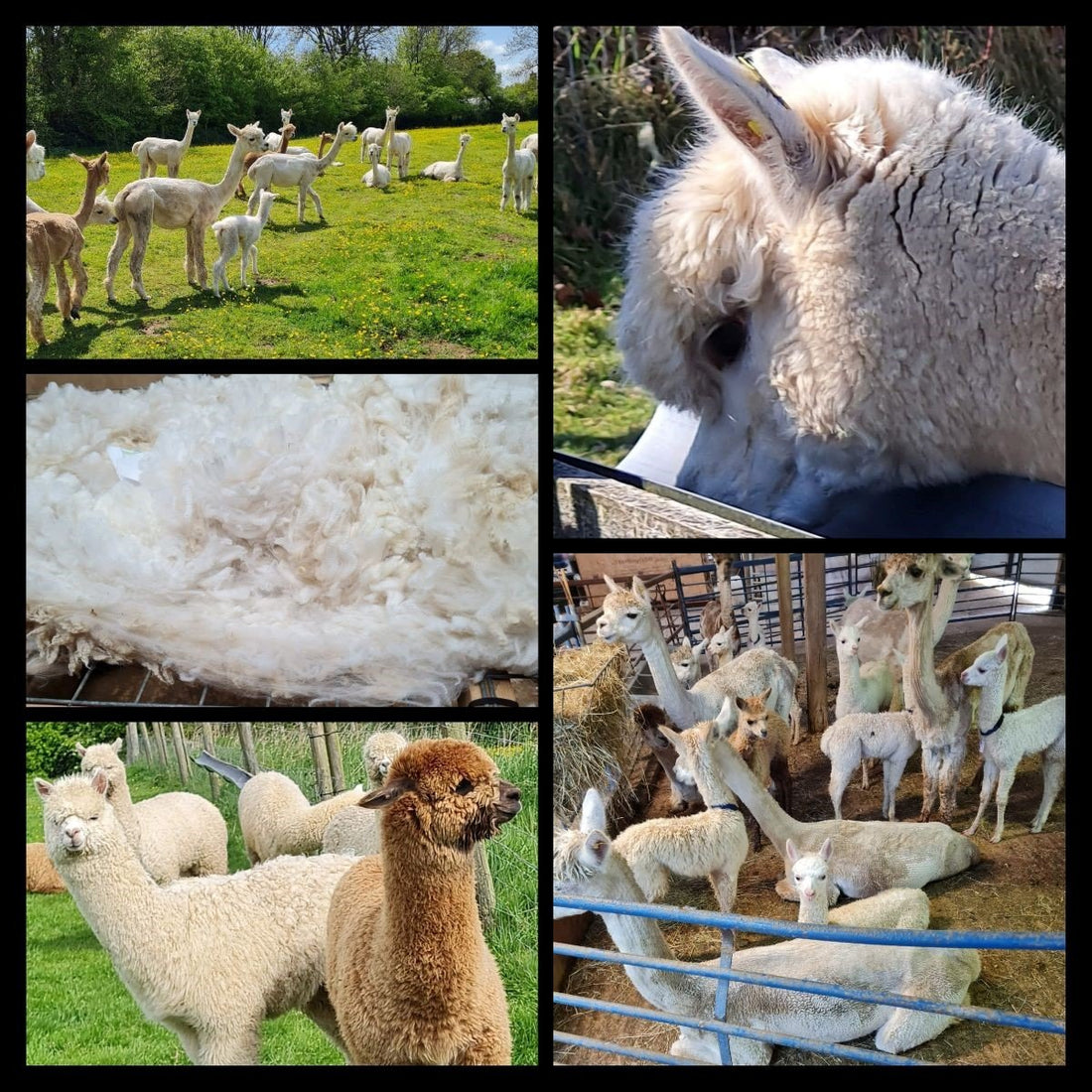 featured image for Shearing Season is Here! blog post